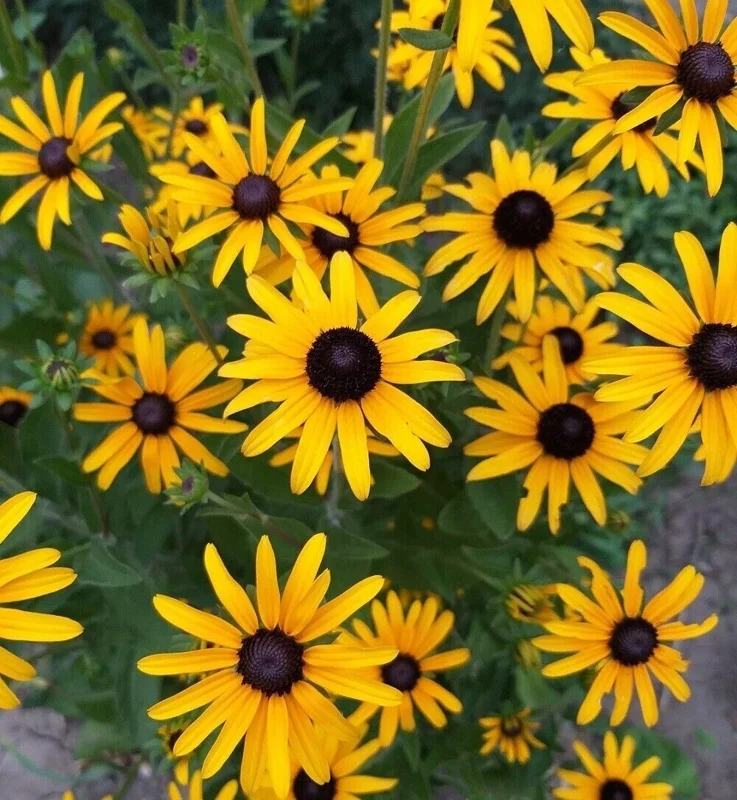 Black Eyed Susan Seeds - Heirloom Perennial Non-GMO Flower Rudbeckia - Image 3