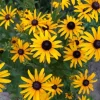 Black Eyed Susan Seeds - Heirloom Perennial Non-GMO Flower Rudbeckia - Image 1