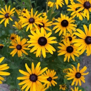 Black Eyed Susan Seeds - Heirloom Perennial Non-GMO Flower Rudbeckia - Image 1