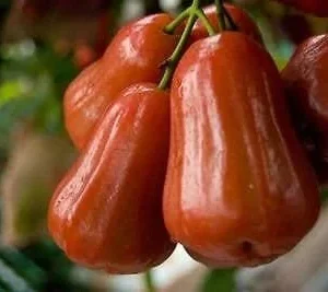 Black Gold Wax Apple Live Plant – 2 ft Tall – 3 Gallon Pot – Outdoor Fruit Tree - Image 1