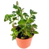 Black Goldfish Plant 4'' - Live Potted Houseplant - Unique Home Decor - Image 1