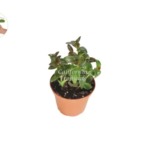 Black Goldfish Plant Live – 2 inch Pot – Indoor Houseplant - Image 1