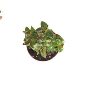 Black Goldfish Plant Live Houseplant – 2 inch Pot – Indoor Decor - Image 2