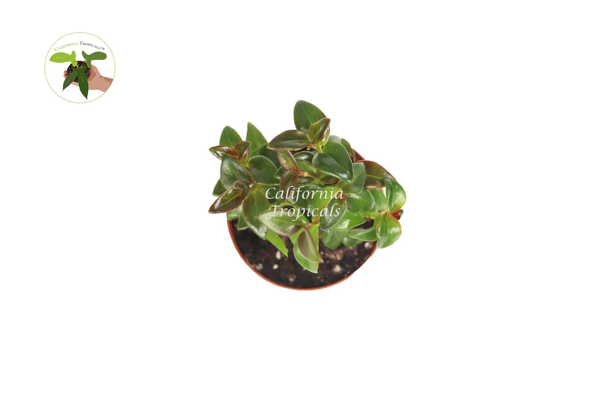 Black Goldfish Plant Live Houseplant – 2 inch Pot – Indoor Decor - Image 2