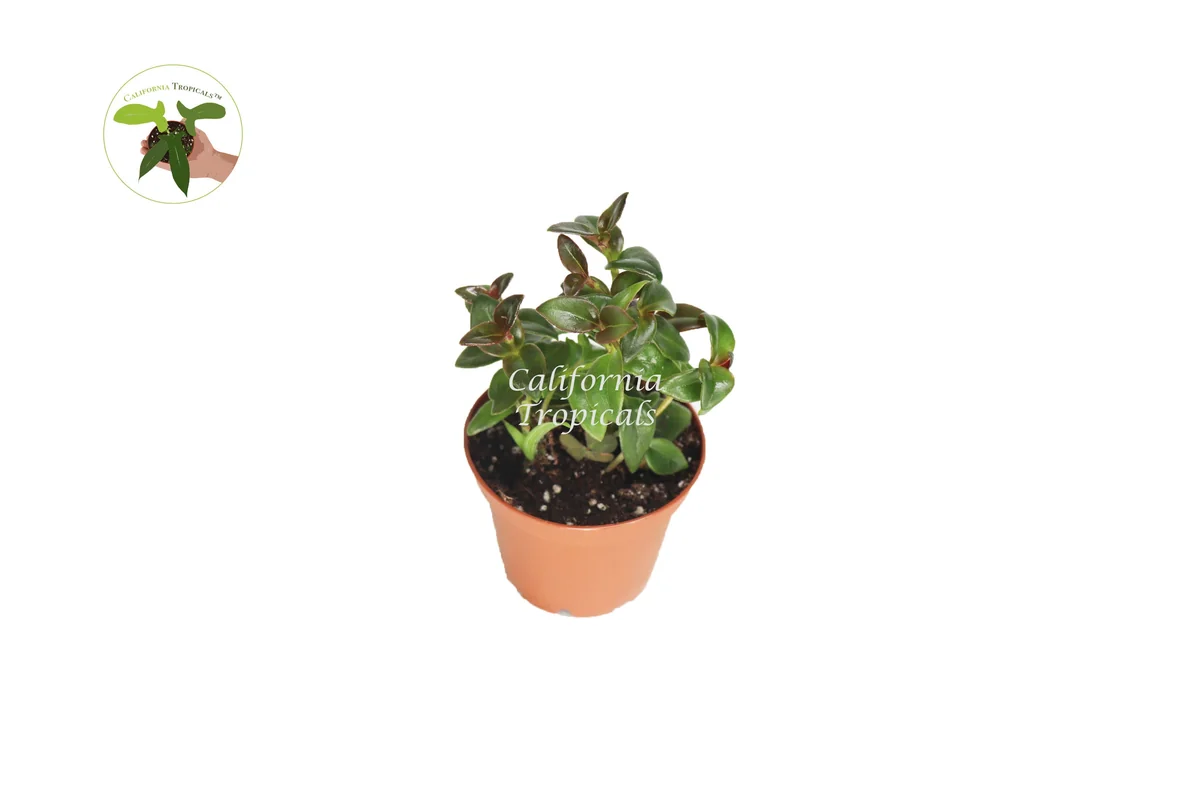 Black Goldfish Plant Live Houseplant – 2 inch Pot – Indoor Decor - Image 1