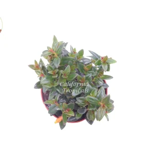 Black Goldfish Plant – Live Plant – 6 inch Pot – Indoor Houseplant - Image 2