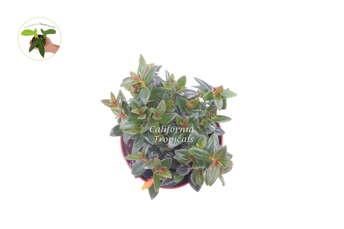 Black Goldfish Plant – Live Plant – 6 inch Pot – Indoor Houseplant - Image 2