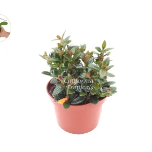 Black Goldfish Plant – Live Plant – 6 inch Pot – Indoor Houseplant - Image 1