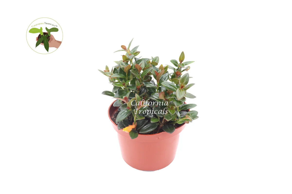 Black Goldfish Plant – Live Plant – 6 inch Pot – Indoor Houseplant - Image 1