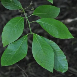 Black Gum Nyssa Sylvatica Seedlings - 2 Live Plants, 8-18 inches Tall, USDA Zones 4-9 - Image 2