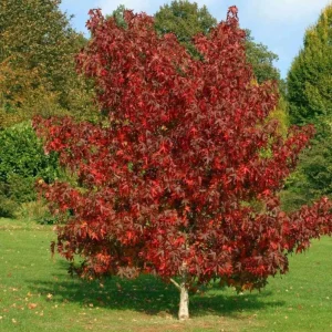 Black Gum Tree Live Plant – 6-12 inch Quart Pot – Scarlet Fall Color – Outdoor - Image 10