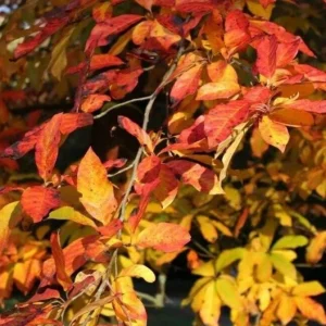 Black Gum Tree Live Plant – 6-12 inch Quart Pot – Scarlet Fall Color – Outdoor - Image 2