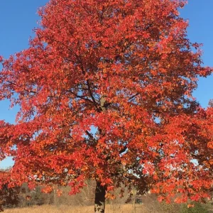 Black Gum Tree Live Plant – 6-12 inch Quart Pot – Scarlet Fall Color – Outdoor - Image 3