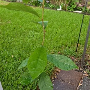 Black Gum Tree Live Plant – 6-12 inch Quart Pot – Scarlet Fall Color – Outdoor - Image 4