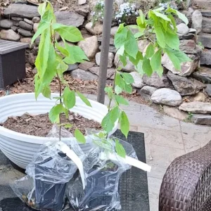 Black Gum Tree Live Plant – 6-12 inch Quart Pot – Scarlet Fall Color – Outdoor - Image 5