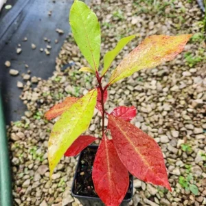 Black Gum Tree Live Plant – 6-12 inch Quart Pot – Scarlet Fall Color – Outdoor - Image 6
