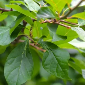 Black Gum Tree Live Plant – 6-12 inch Quart Pot – Scarlet Fall Color – Outdoor - Image 7