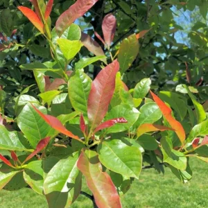 Black Gum Tree Live Plant – 6-12 inch Quart Pot – Scarlet Fall Color – Outdoor - Image 8