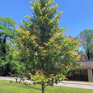 Black Gum Tree Live Plant – 6-12 inch Quart Pot – Scarlet Fall Color – Outdoor - Image 9