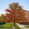 Black Gum Tree Live Plant – 6-12 inch Quart Pot – Scarlet Fall Color – Outdoor - Image 1