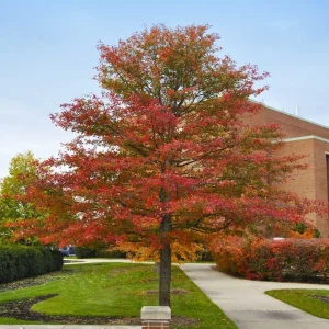 Black Gum Tree Live Plant – 6-12 inch Quart Pot – Scarlet Fall Color – Outdoor - Image 1