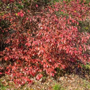 Black Haw Viburnum Live Plant – Quart Pot – Native Flowering Shrub – Outdoor - Image 10