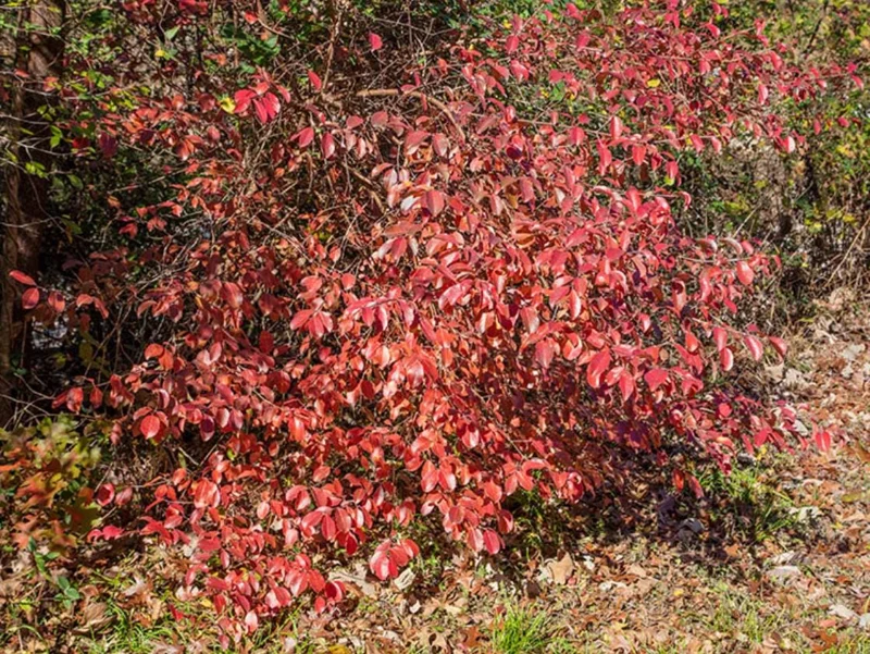 Black Haw Viburnum Live Plant – Quart Pot – Native Flowering Shrub – Outdoor - Image 10
