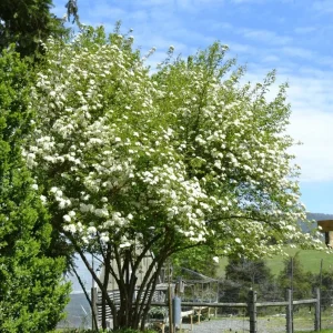 Black Haw Viburnum Live Plant – Quart Pot – Native Flowering Shrub – Outdoor - Image 2