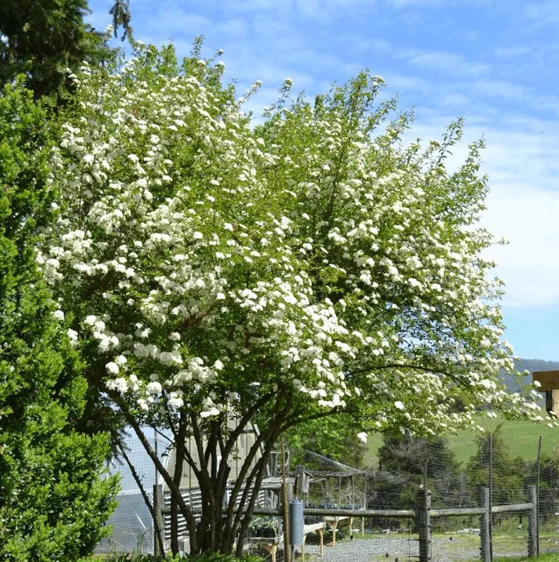 Black Haw Viburnum Live Plant – Quart Pot – Native Flowering Shrub – Outdoor - Image 2
