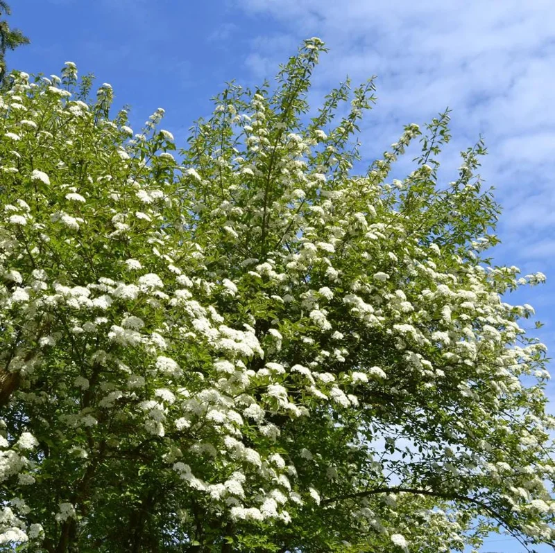 Black Haw Viburnum Live Plant – Quart Pot – Native Flowering Shrub – Outdoor - Image 3