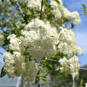 Black Haw Viburnum Live Plant – Quart Pot – Native Flowering Shrub – Outdoor - Image 4