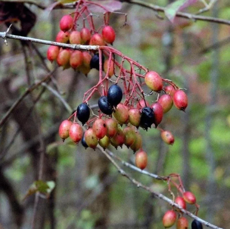 Black Haw Viburnum Live Plant – Quart Pot – Native Flowering Shrub – Outdoor - Image 5
