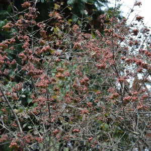 Black Haw Viburnum Live Plant – Quart Pot – Native Flowering Shrub – Outdoor - Image 6