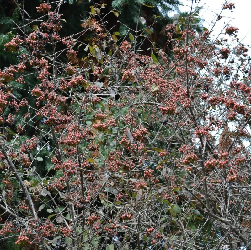 Black Haw Viburnum Live Plant – Quart Pot – Native Flowering Shrub – Outdoor - Image 6