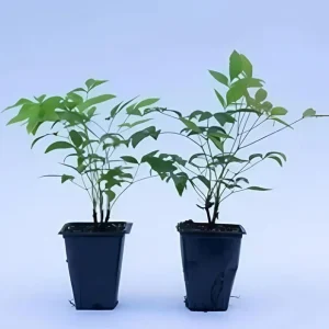 Black Haw Viburnum Live Plant – Quart Pot – Native Flowering Shrub – Outdoor - Image 7