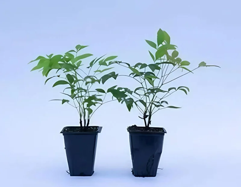 Black Haw Viburnum Live Plant – Quart Pot – Native Flowering Shrub – Outdoor - Image 7