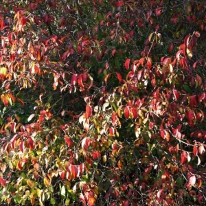 Black Haw Viburnum Live Plant – Quart Pot – Native Flowering Shrub – Outdoor - Image 8