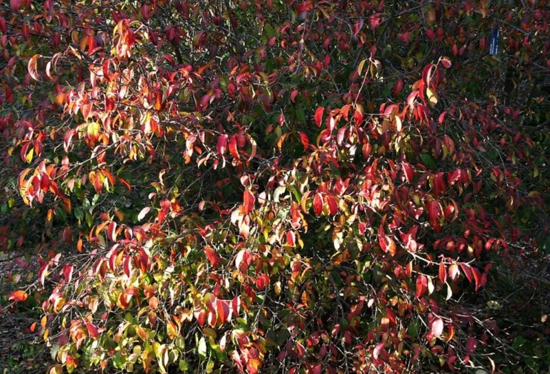 Black Haw Viburnum Live Plant – Quart Pot – Native Flowering Shrub – Outdoor - Image 8