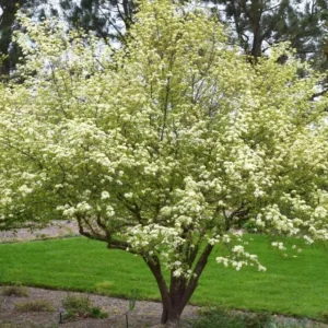 Black Haw Viburnum Live Plant – Quart Pot – Native Flowering Shrub – Outdoor - Image 9