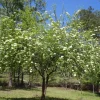 Black Haw Viburnum Live Plant – Quart Pot – Native Flowering Shrub – Outdoor - Image 1