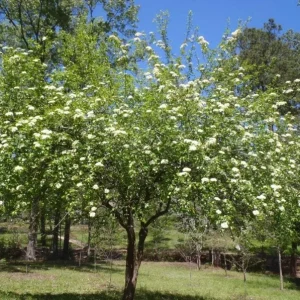 Black Haw Viburnum Live Plant – Quart Pot – Native Flowering Shrub – Outdoor - Image 1