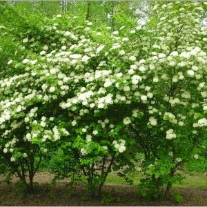 Black Haw Viburnum Live Plant – Viburnum Prunifolium – 4'' Pot – Outdoor Shrub - Image 3