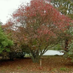 Black Haw Viburnum Live Plant – Viburnum Prunifolium – 4'' Pot – Outdoor Shrub - Image 4