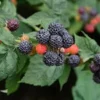 Black Hawk Black Raspberry Live Plant - Hardy Fruit Bush 1-2 Year Old - Image 1