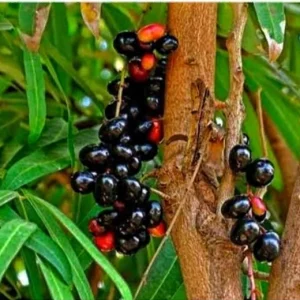 Black Java Plum Jamun Plant – Live Tropical Fruit Tree – 1 Gallon Pot - Image 2