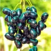 Black Java Plum Jamun Plant – Live Tropical Fruit Tree – 1 Gallon Pot - Image 1