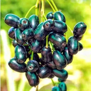 Black Java Plum Jamun Plant – Live Tropical Fruit Tree – 1 Gallon Pot - Image 1