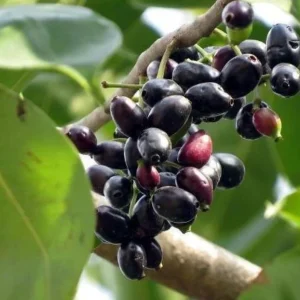 Black Java Plum Live Plant - Syzygium cumini - Tropical Fruit Tree - 6-10 inch Tall Starter - Image 2