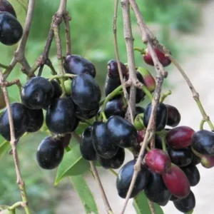 Black Java Plum Live Plant - Syzygium cumini - Tropical Fruit Tree - 6-10 inch Tall Starter - Image 3