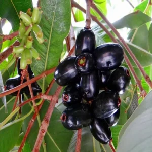 Black Java Plum Live Plant - Syzygium cumini - Tropical Fruit Tree - 6-10 inch Tall Starter - Image 4